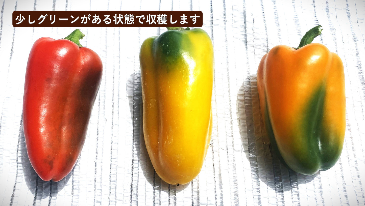 ミニパプリカ ミニトマト セット