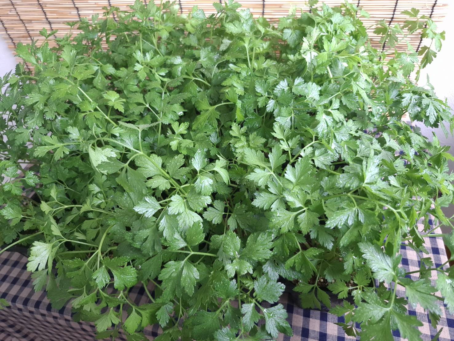 パセリ -Parsley-