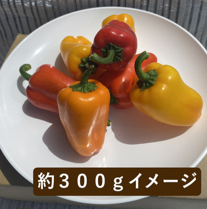 ミニパプリカ　ミニトマト　セット